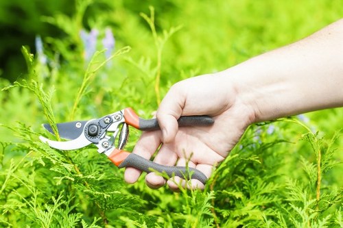 Professional tree assessment for a local commercial or residential site